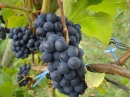 Wine Grapes